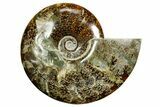 Polished Ammonite (Cleoniceras) Fossil - Madagascar #372955-1